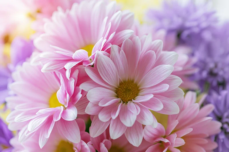 Close-up of pink chrysanthemum blooms with yellow centers in a floral arrangement
