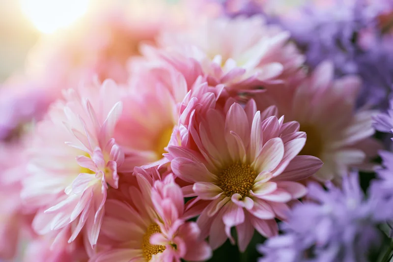 Close-up of pink chrysanthemum blooms with yellow centers in a soft-focus floral arrangement