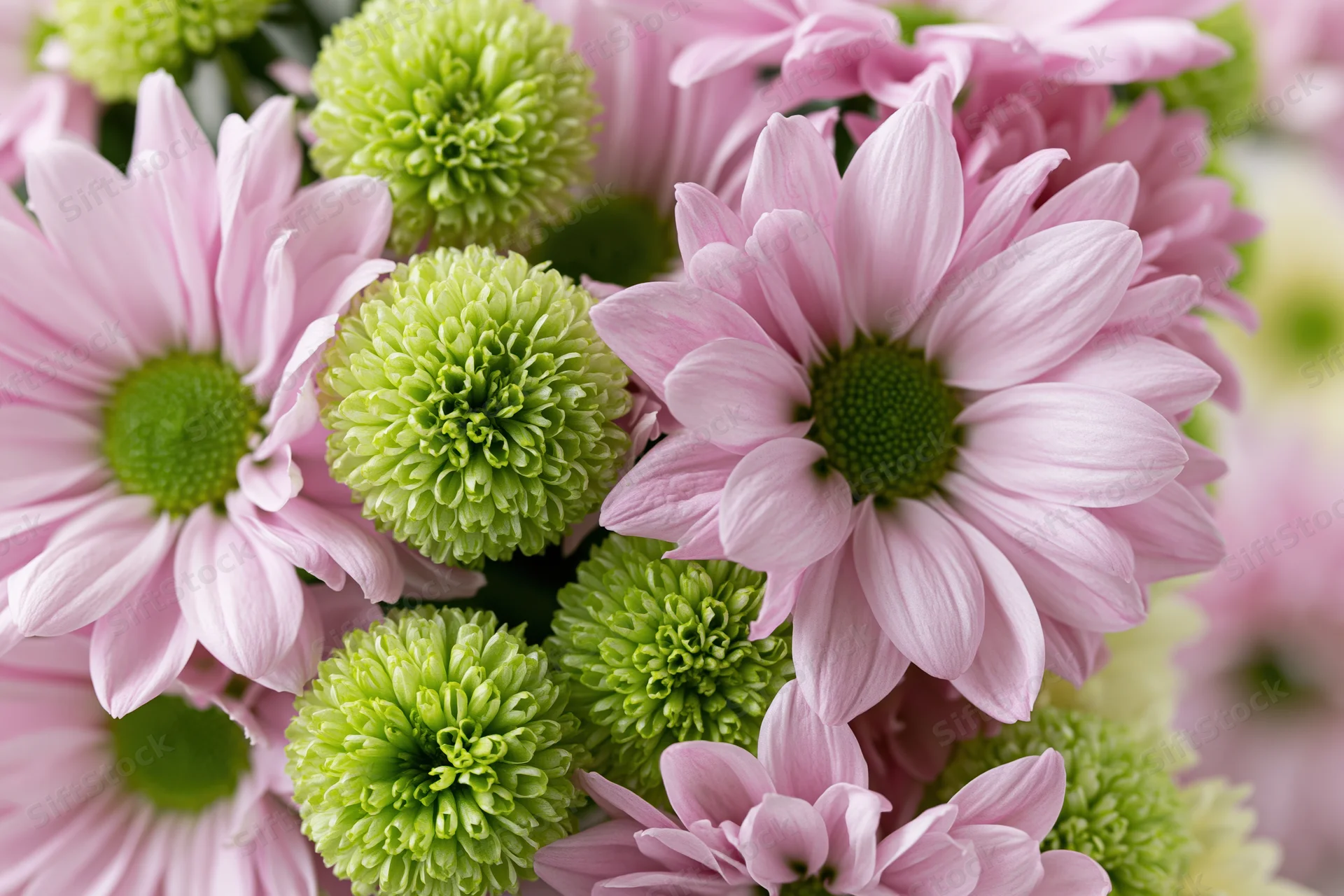 Close-up top-down view of a mixed bouquet of pink daisy-like flowers with green centers and chrysanthemum blooms