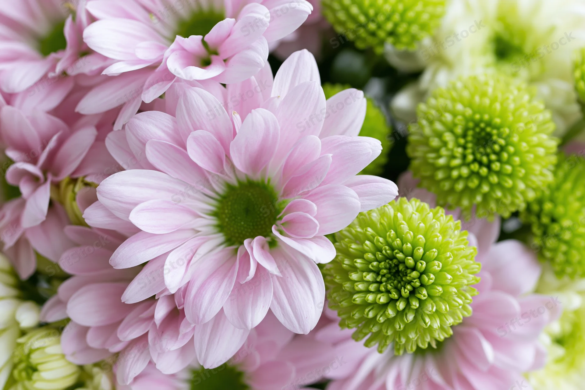 Close-up top-down view of a mixed bouquet of pink daisy-like flowers with green chrysanthemums