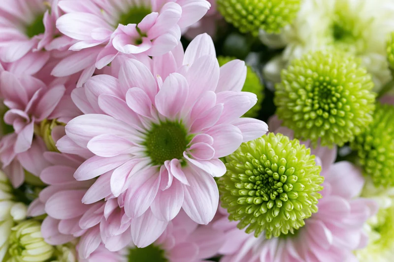 Close-up top-down view of a mixed bouquet of pink daisy-like flowers with green chrysanthemums