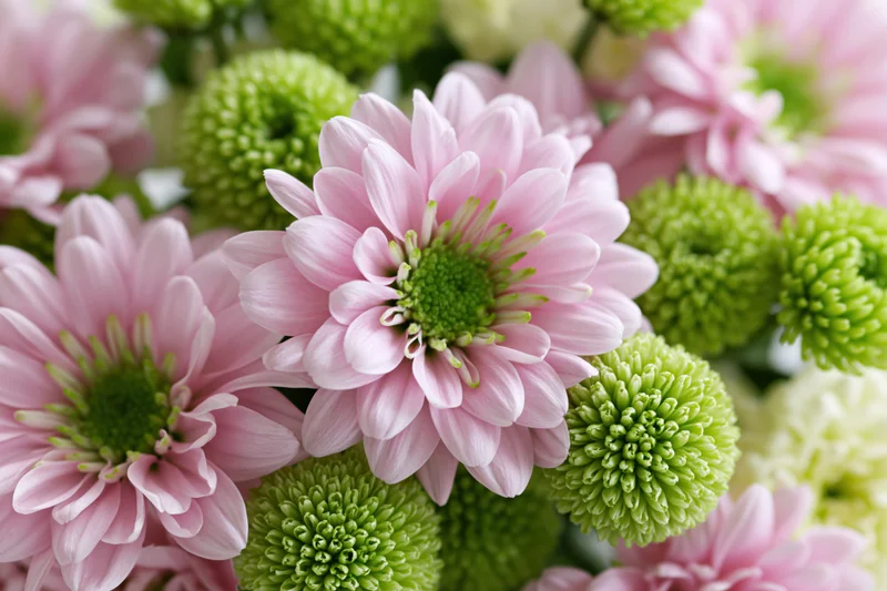 Close-up top-down view of a mixed bouquet of pink daisy-like flowers with green centers and buds