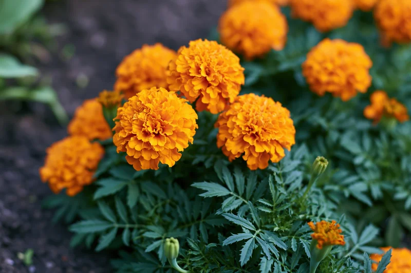 Cluster of bright orange marigold flowers in full bloom in a garden bed