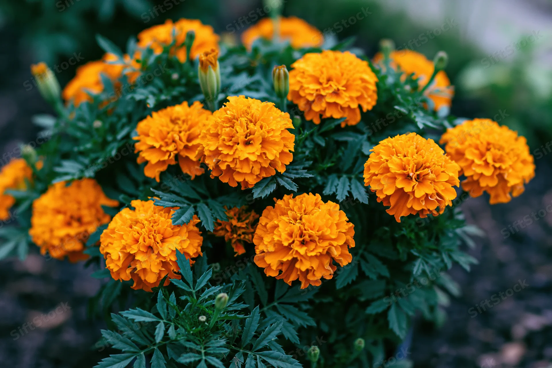 Cluster of bright orange marigold flowers in full bloom in a garden setting