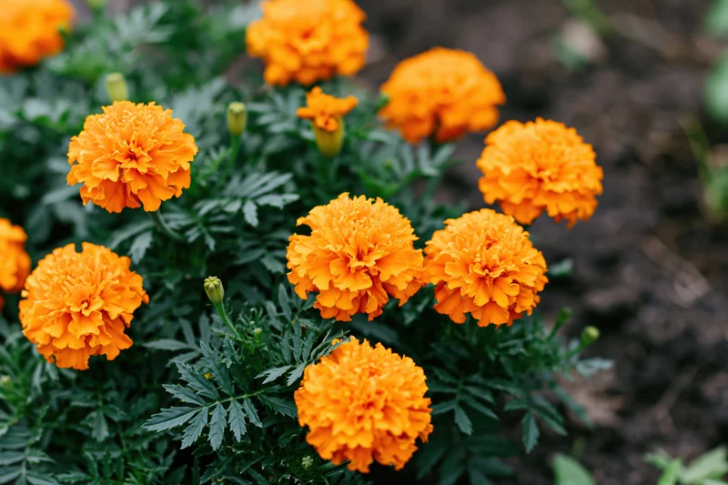 Cluster of bright orange marigold flowers in full bloom in a garden setting