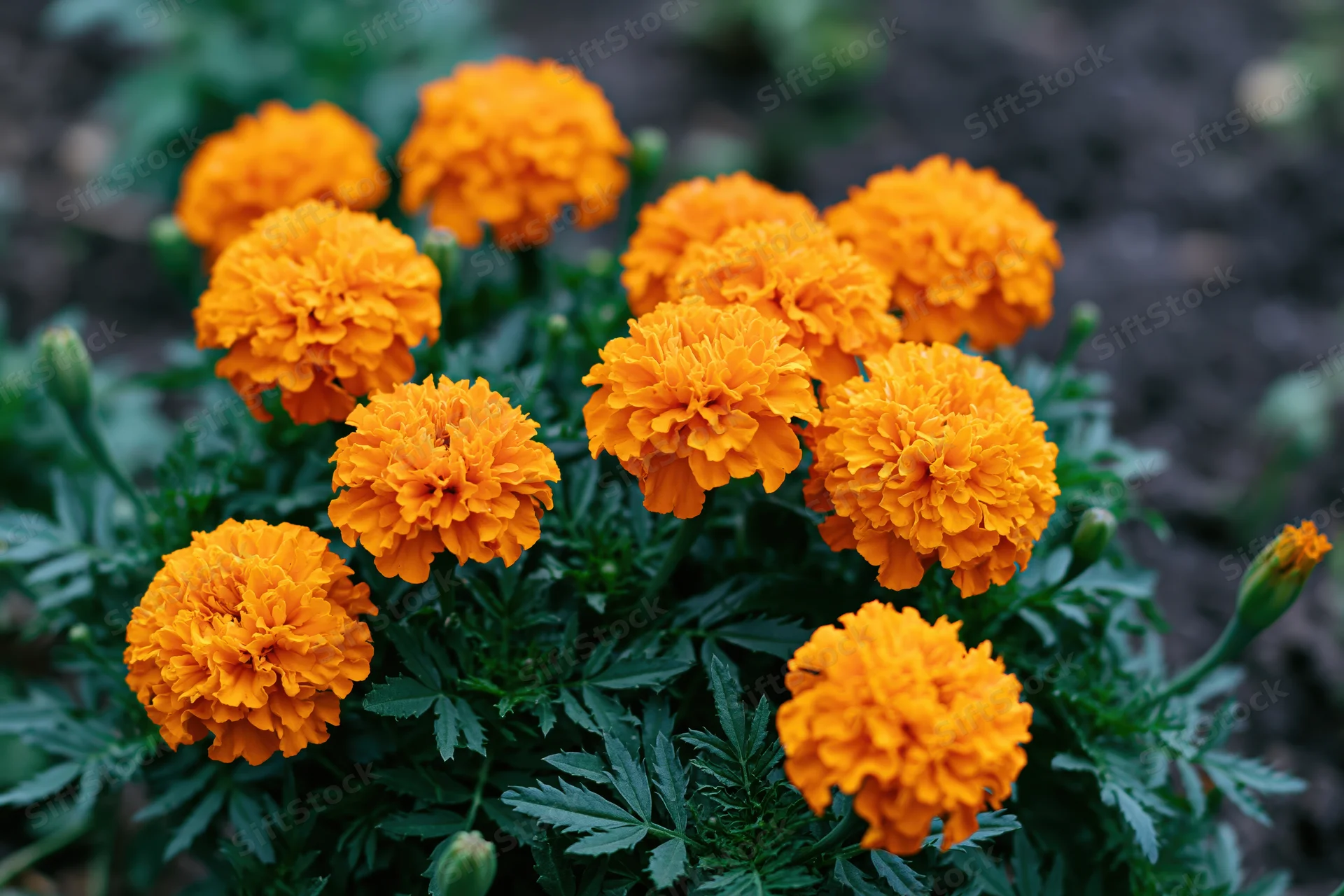 Cluster of bright orange marigold flowers in full bloom in a garden bed