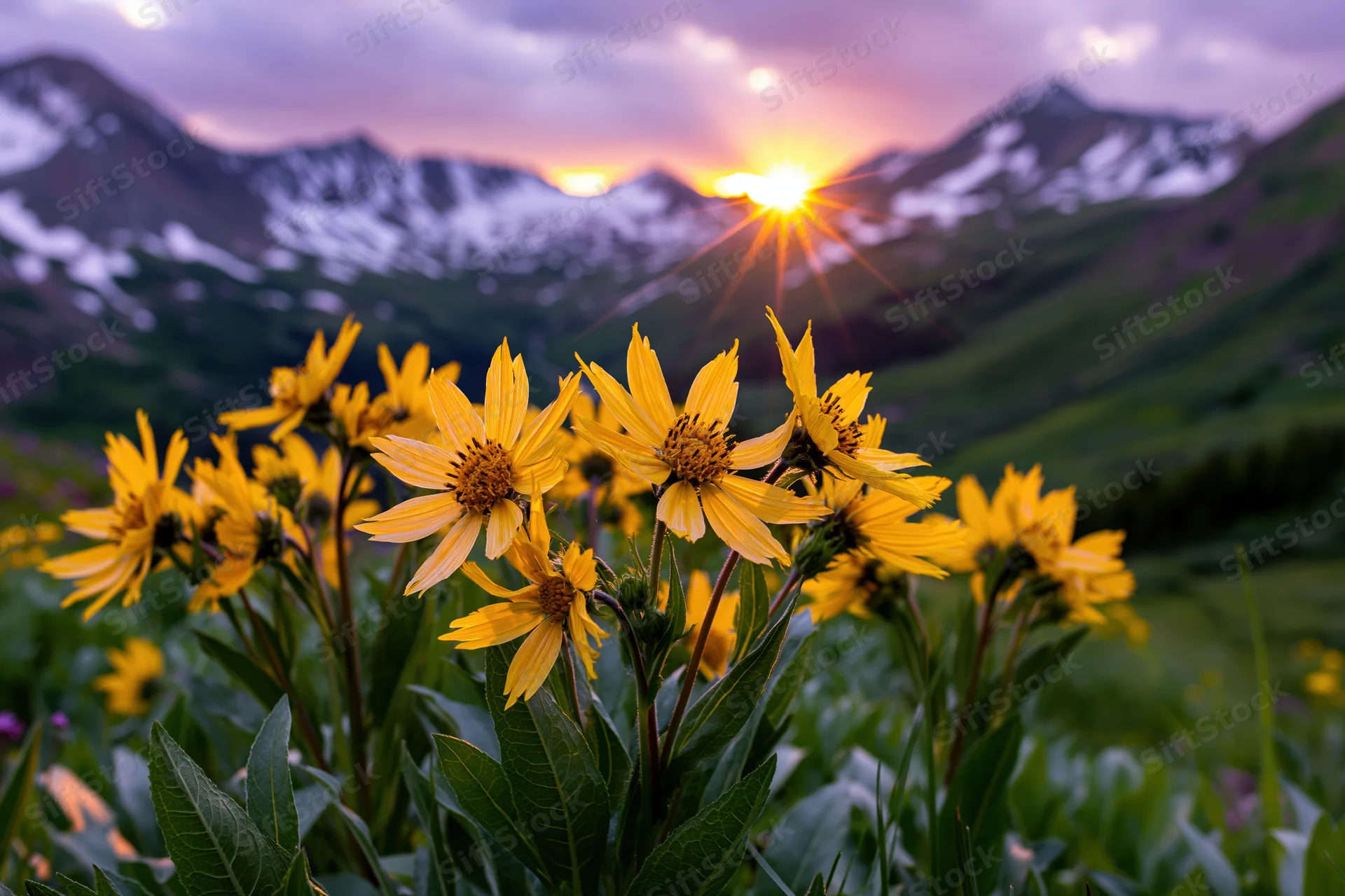 Cluster of bright yellow alpine wildflowers blooming in a mountain meadow at sunset
