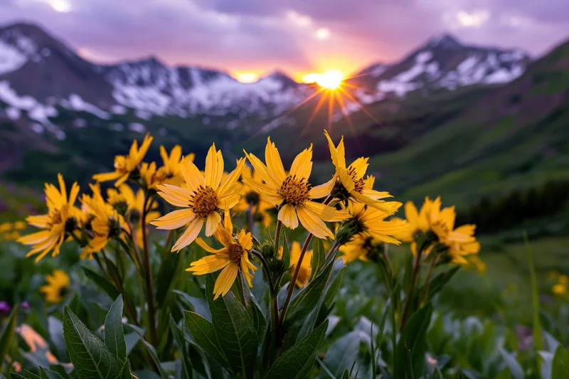 Cluster of bright yellow alpine wildflowers blooming in a mountain meadow at sunset