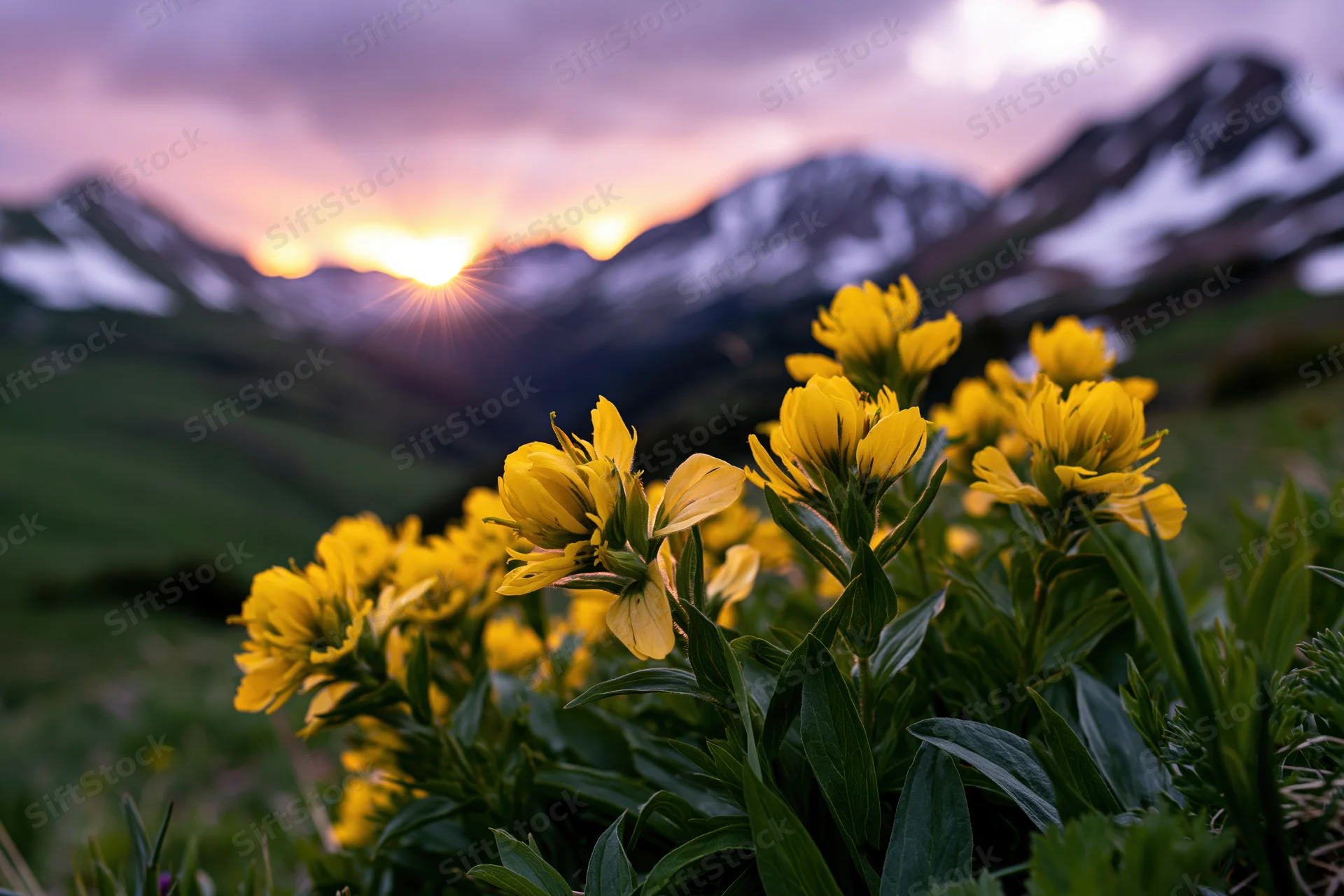 Cluster of bright yellow alpine wildflowers blooming in a mountain meadow at sunset
