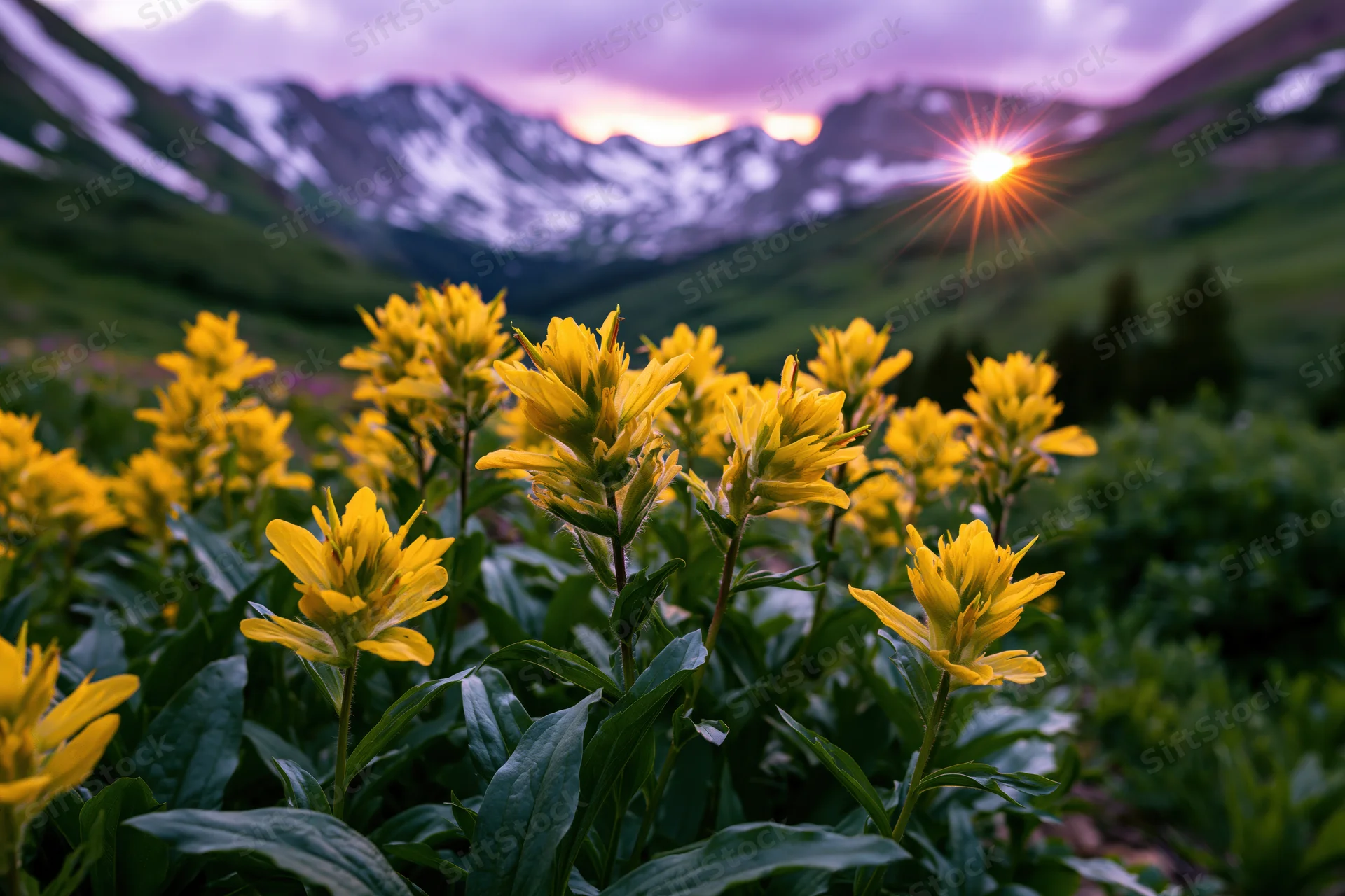 Cluster of bright yellow alpine wildflowers blooming in a mountain meadow at sunrise with snow-capped peaks in the background