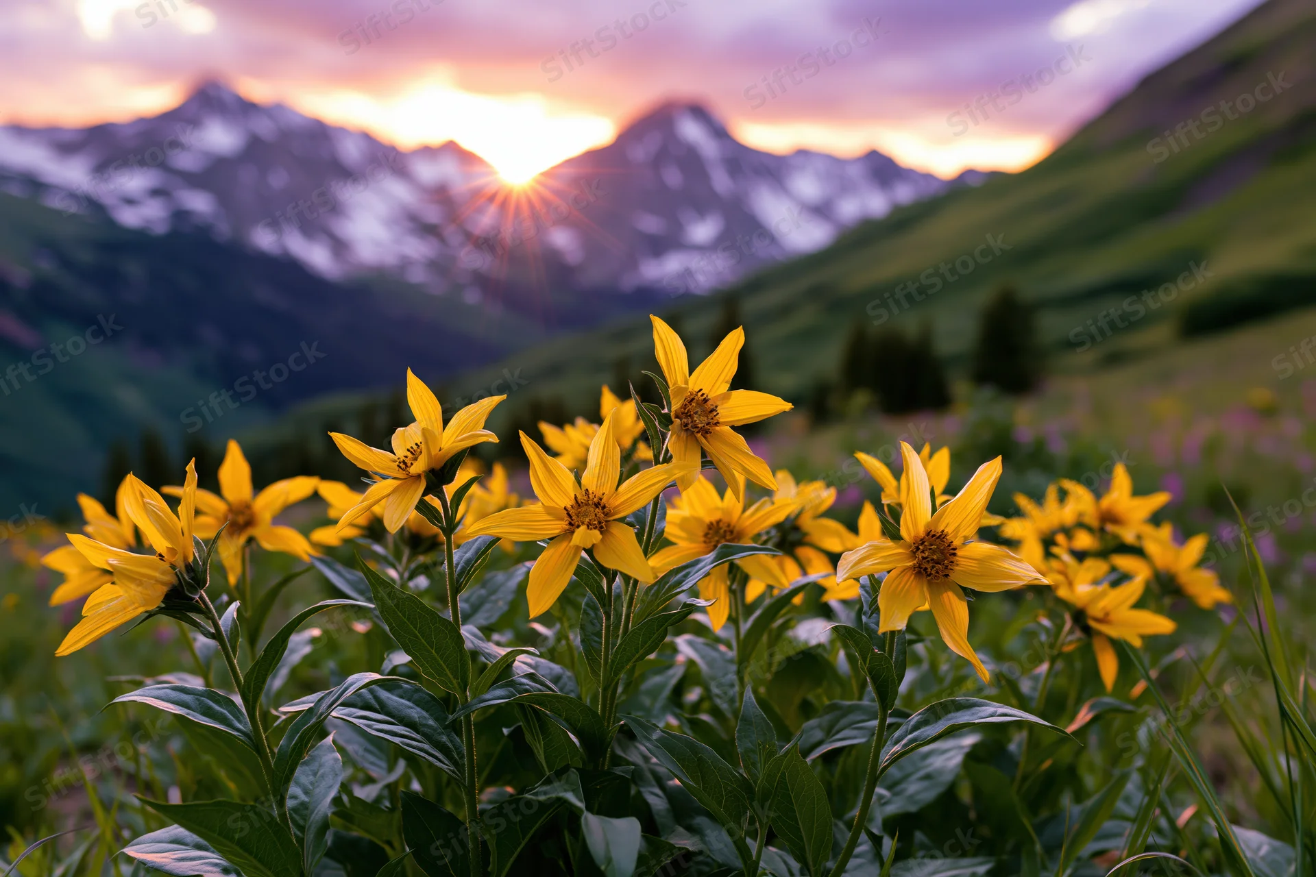 Cluster of bright yellow alpine wildflowers blooming in a mountain meadow at sunrise