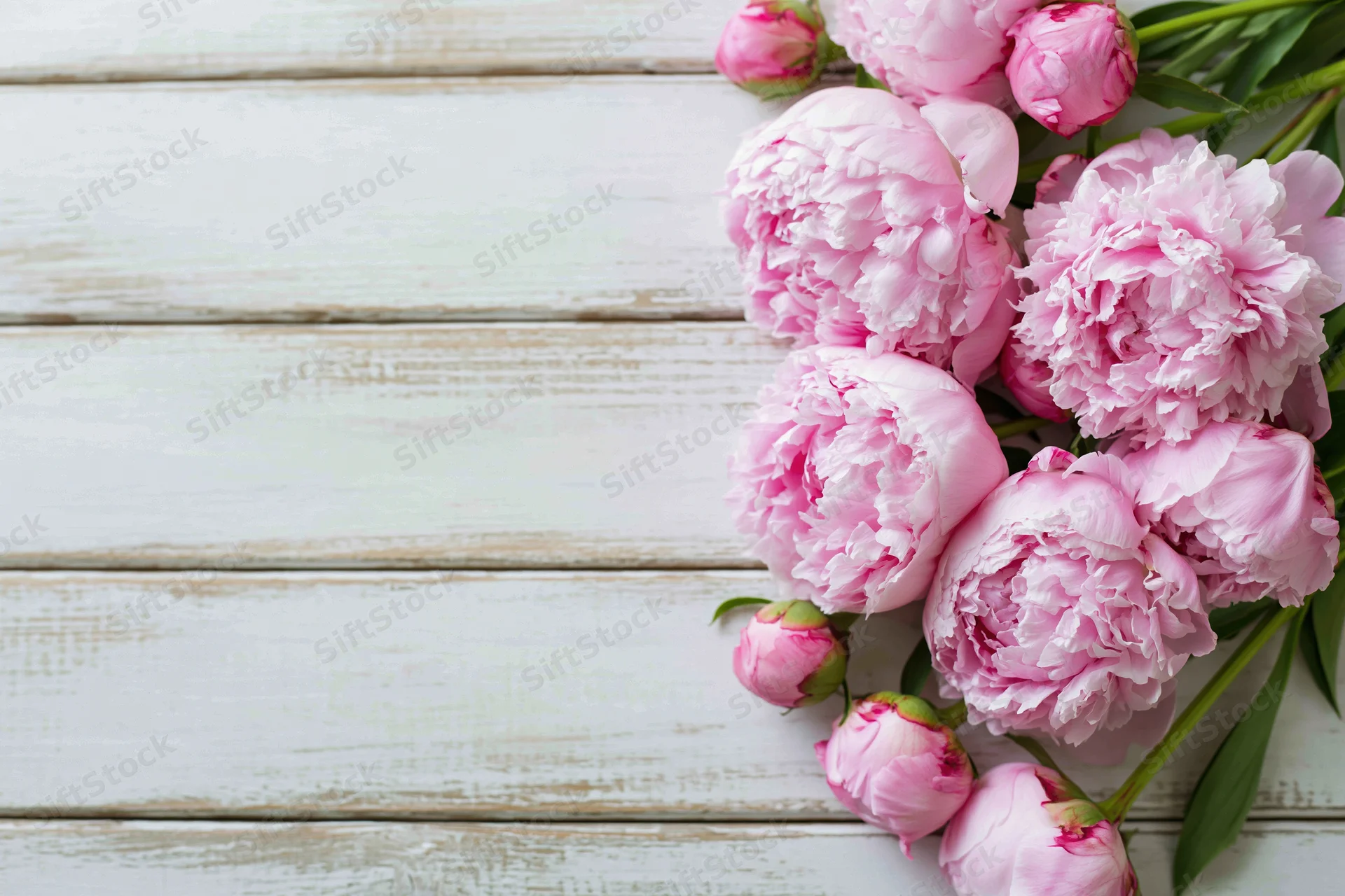 Cluster of fresh pink peony blooms and buds arranged along white wooden surface with copyspace
