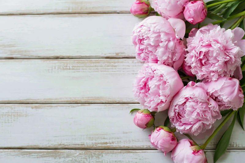 Cluster of pink peony blooms along the edge of a wooden surface