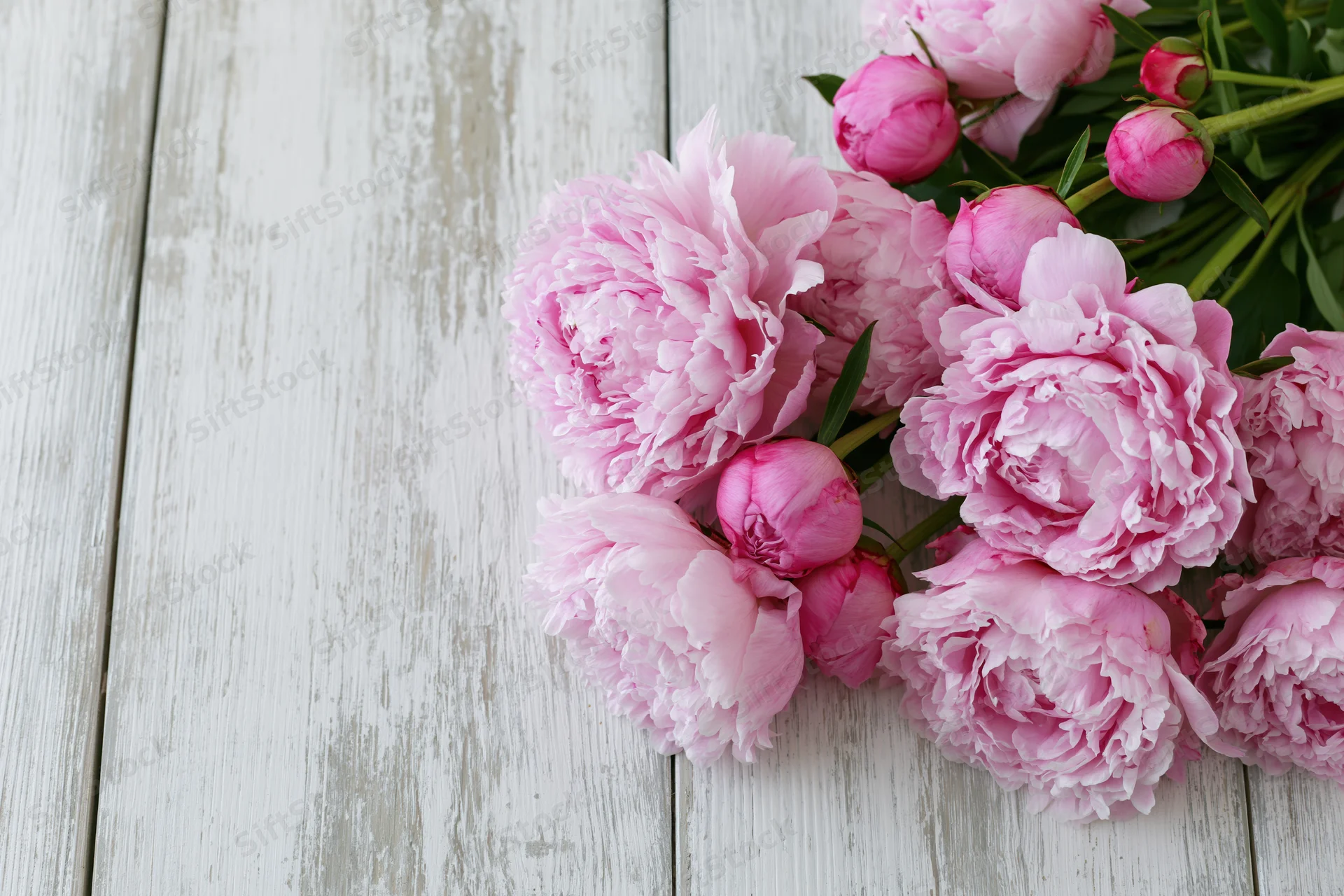 Cluster of fresh pink peony blooms and buds arranged along white wooden table with copyspace