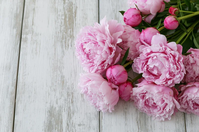Cluster of fresh pink peony blooms and buds arranged along white wooden table with copyspace