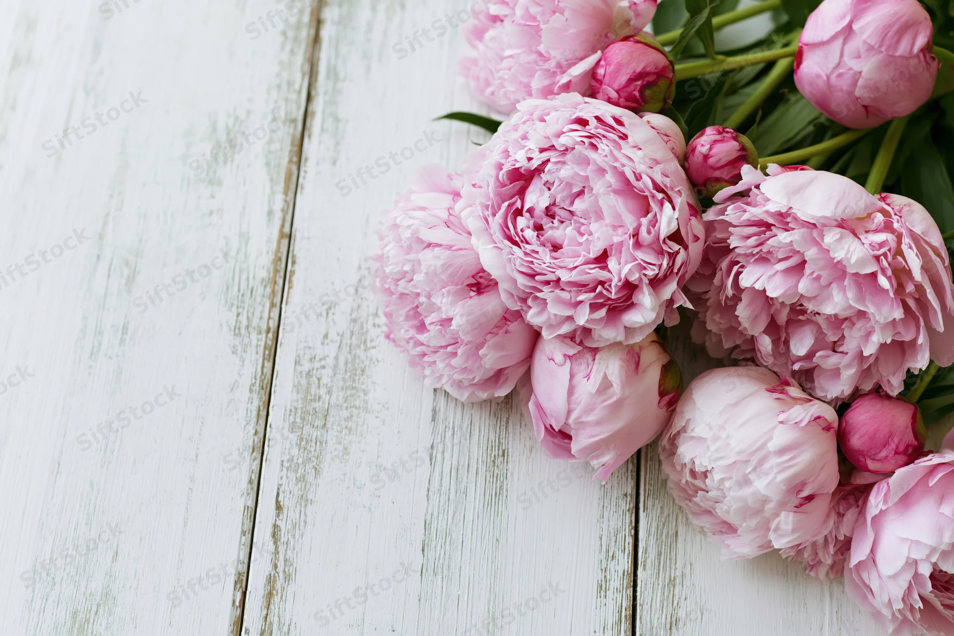 Cluster of fresh pink peony blooms and buds arranged along white wooden table surface