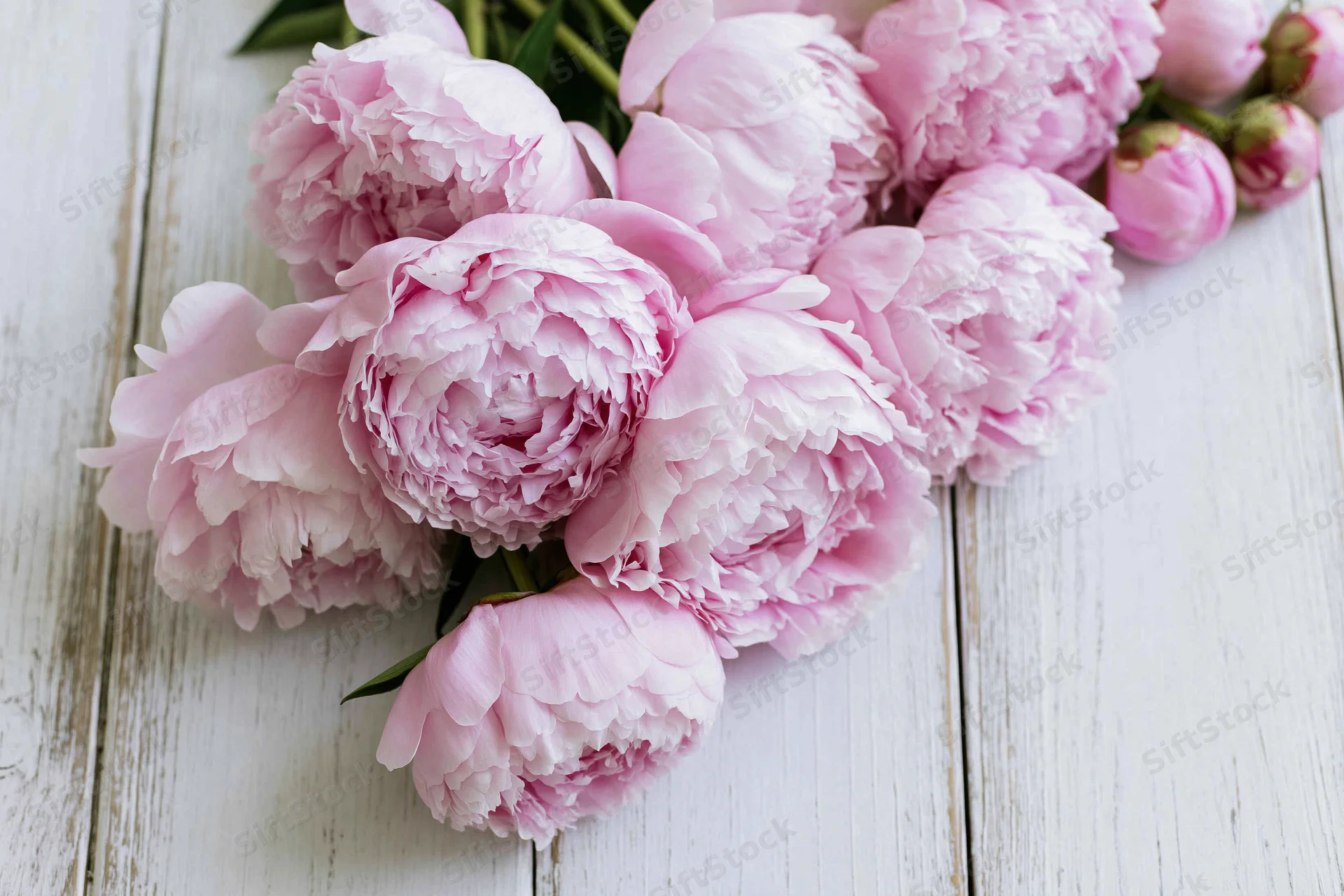 Cluster of fresh pink peony blooms and buds arranged on a white wooden surface