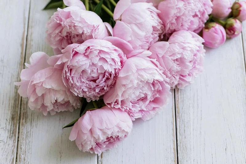 Cluster of fresh pink peony blooms and buds arranged on a white wooden surface