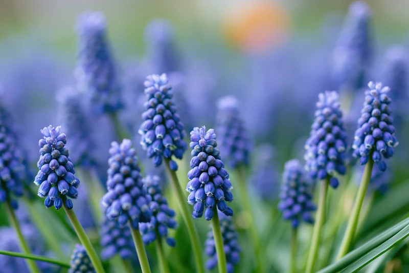 Cluster of grape hyacinth muscari flowers in full bloom in a garden setting