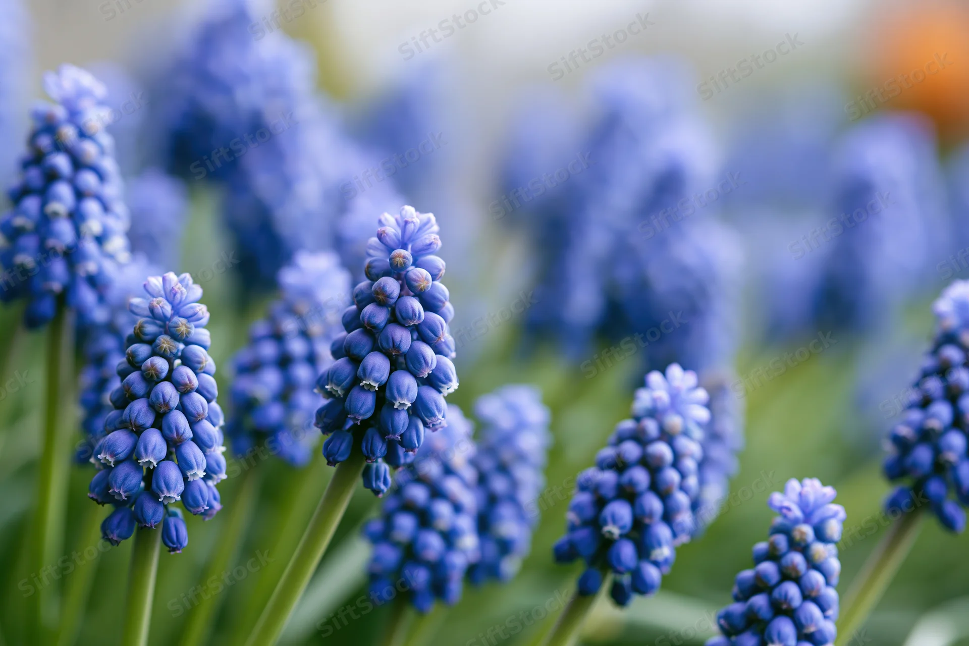 Cluster of grape hyacinth muscari flowers in full bloom in a garden setting
