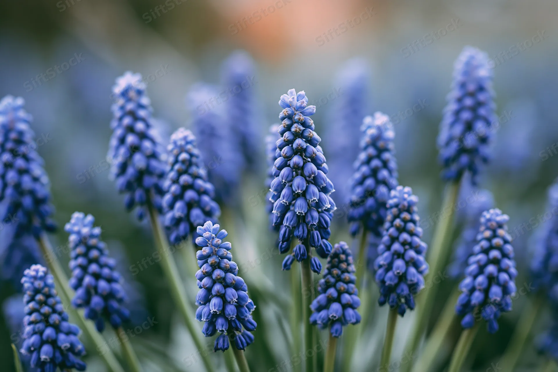Cluster of grape hyacinth muscari flowers in full bloom in a garden setting