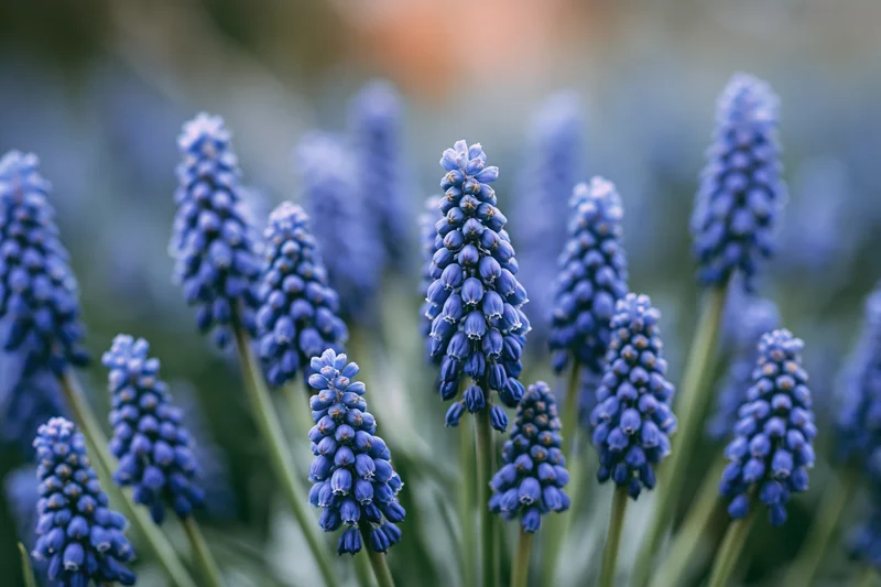 Cluster of grape hyacinth muscari flowers in full bloom in a garden setting