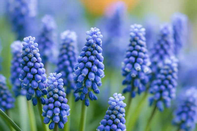Cluster of grape hyacinth muscari flowers in full bloom closeup in spring garden