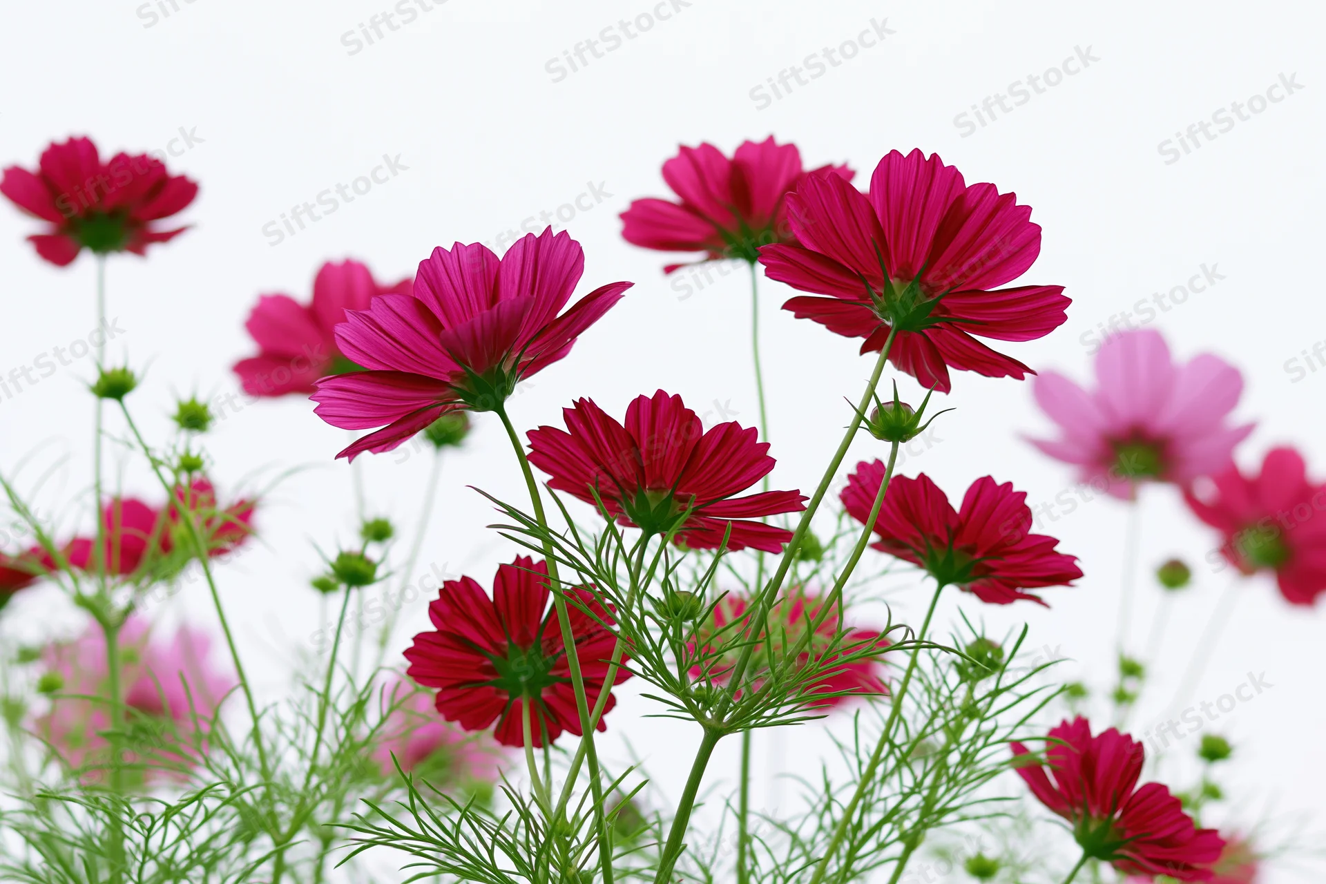 Cluster of magenta and deep pink cosmos flowers on tall slender stems with green foliage against white background