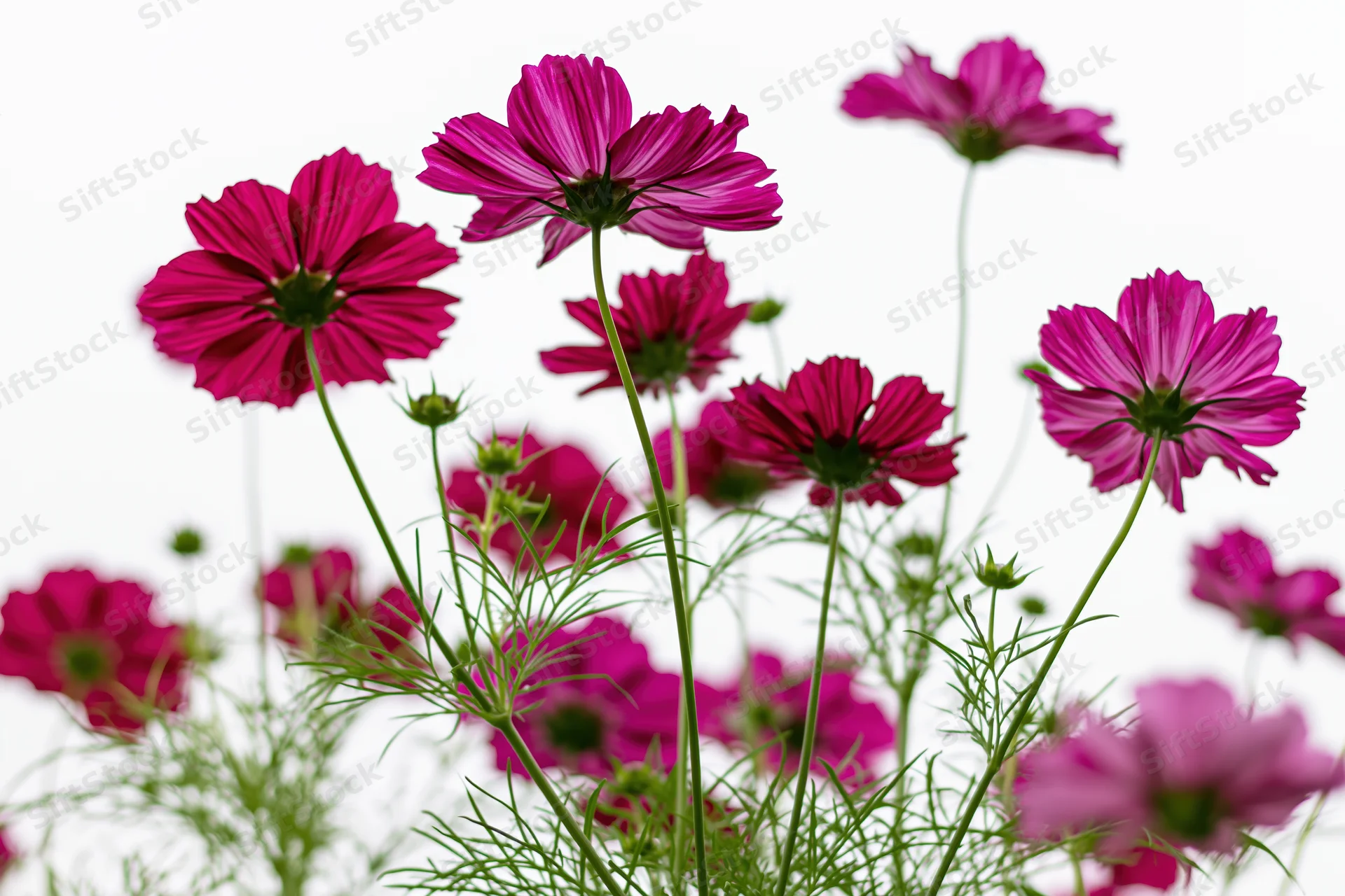 Cluster of magenta and deep pink cosmos flowers on tall slender stems with green foliage against white background