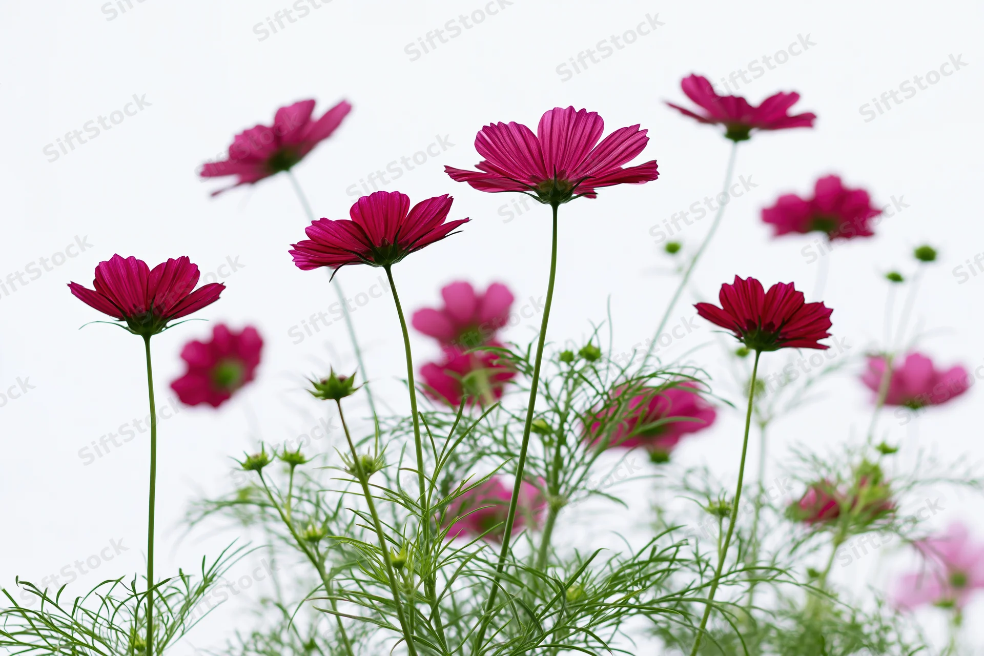 Cluster of magenta and deep pink cosmos flowers on tall slender stems with green foliage against a bright white background