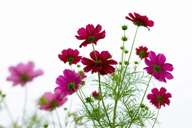 Cluster of magenta and deep pink cosmos flowers on tall slender stems with green foliage against a bright white background