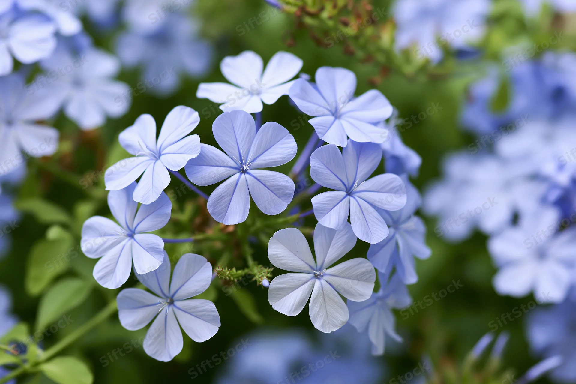 Cluster of pale blue plumbago flowers in full bloom close-up against green foliage