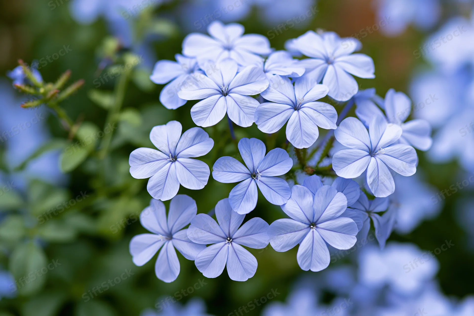 Cluster of pale blue plumbago flowers in full bloom close-up against green foliage