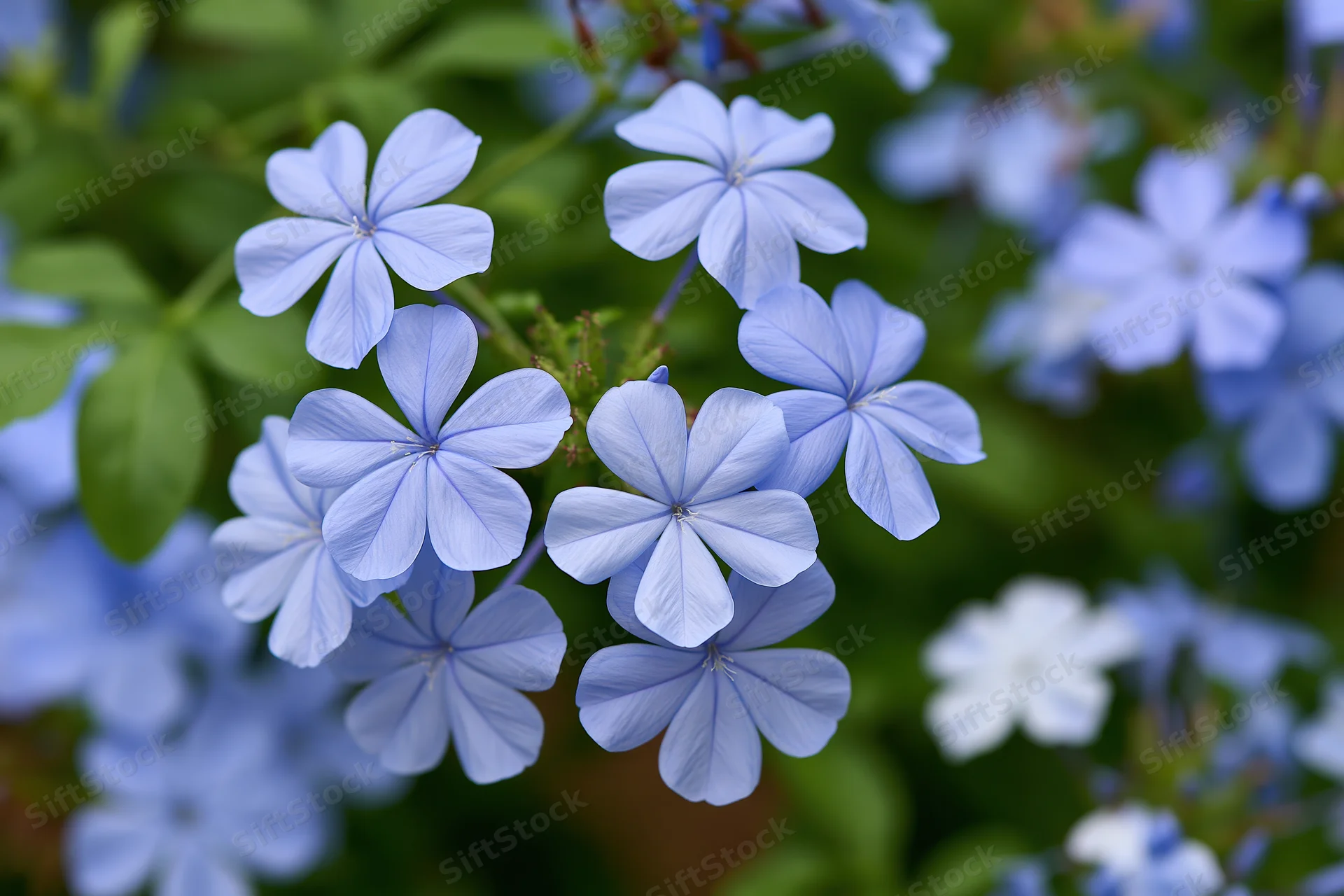 Cluster of pale blue plumbago flowers in full bloom close-up against green foliage