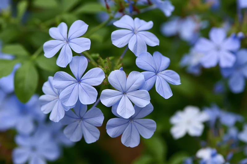 Cluster of pale blue plumbago flowers in full bloom close-up against green foliage
