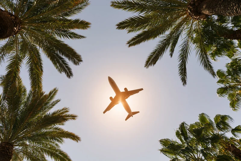 Commercial airplane flying overhead seen from below through palm trees