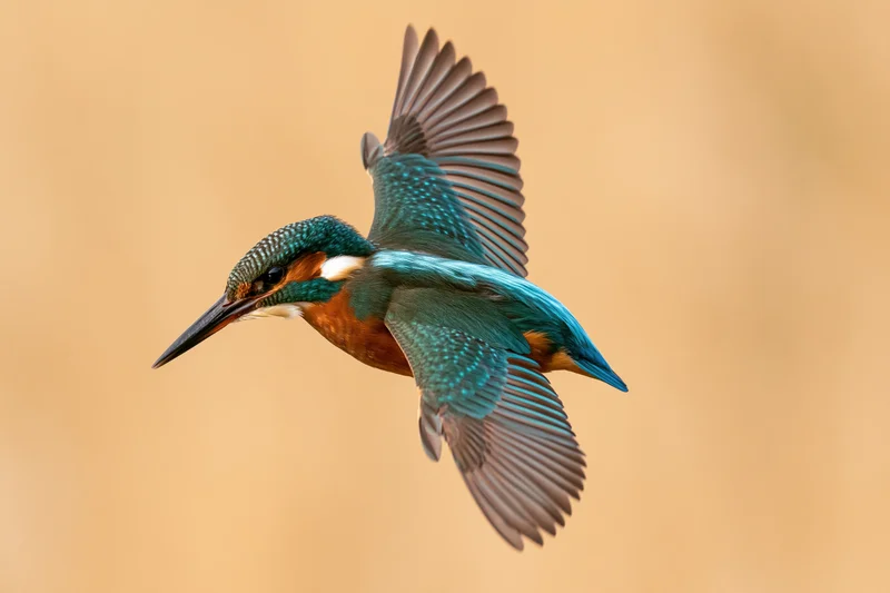 Common kingfisher mid-dive with wings fully spread and angled back against a warm-toned background