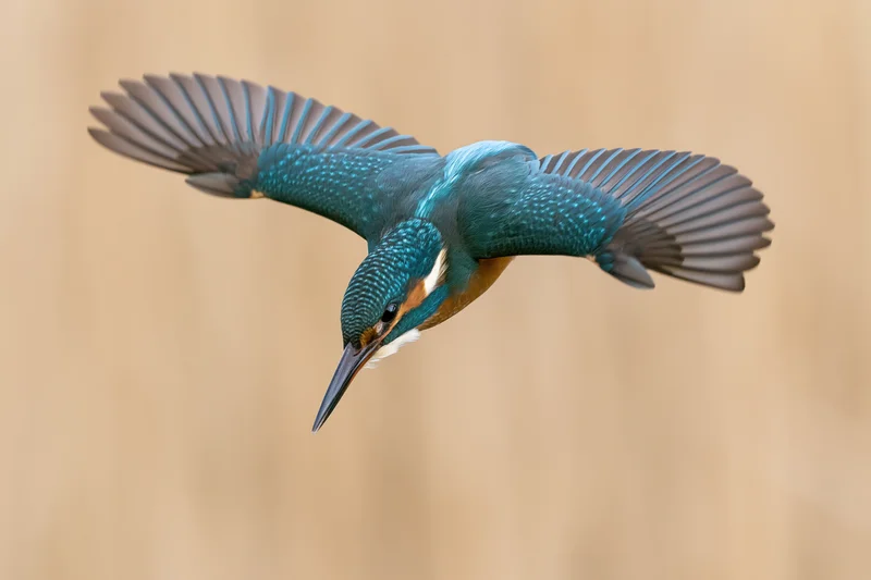 Common kingfisher mid-dive with wings fully spread and angled back against blurred natural background
