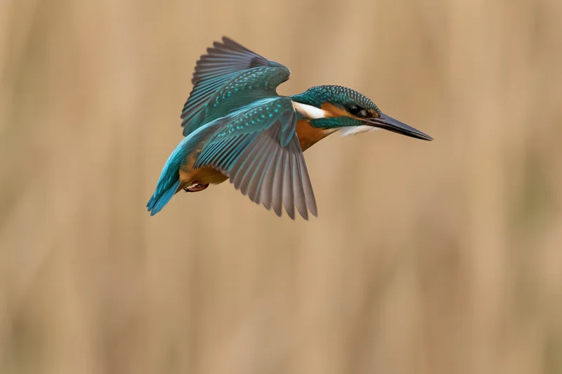 Common kingfisher mid-dive with wings fully spread and angled back against blurred natural background
