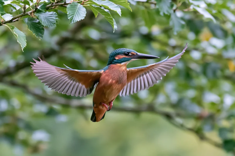Common kingfisher in mid-flight with wings fully spread among green foliage