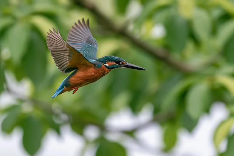 Common kingfisher in mid-flight with wings fully spread against blurred green foliage