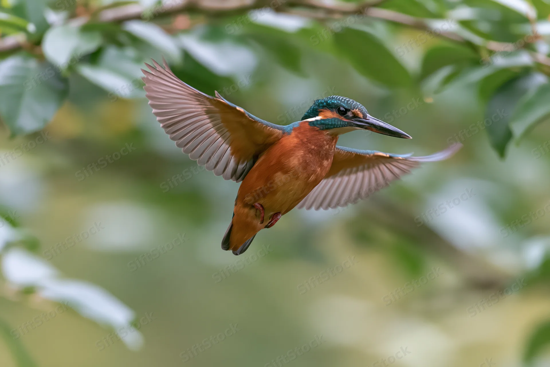 Common kingfisher in mid-flight with wings fully spread among green foliage