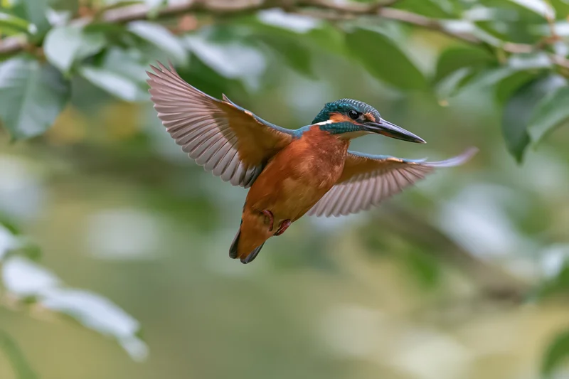 Common kingfisher in mid-flight with wings fully spread among green foliage