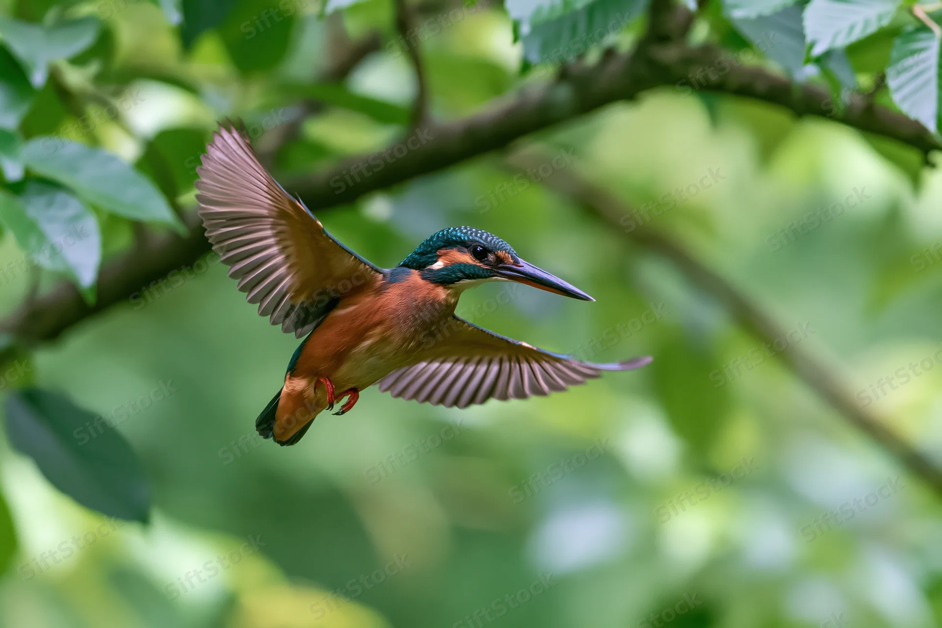 Common kingfisher in mid-flight with wings fully spread among green foliage