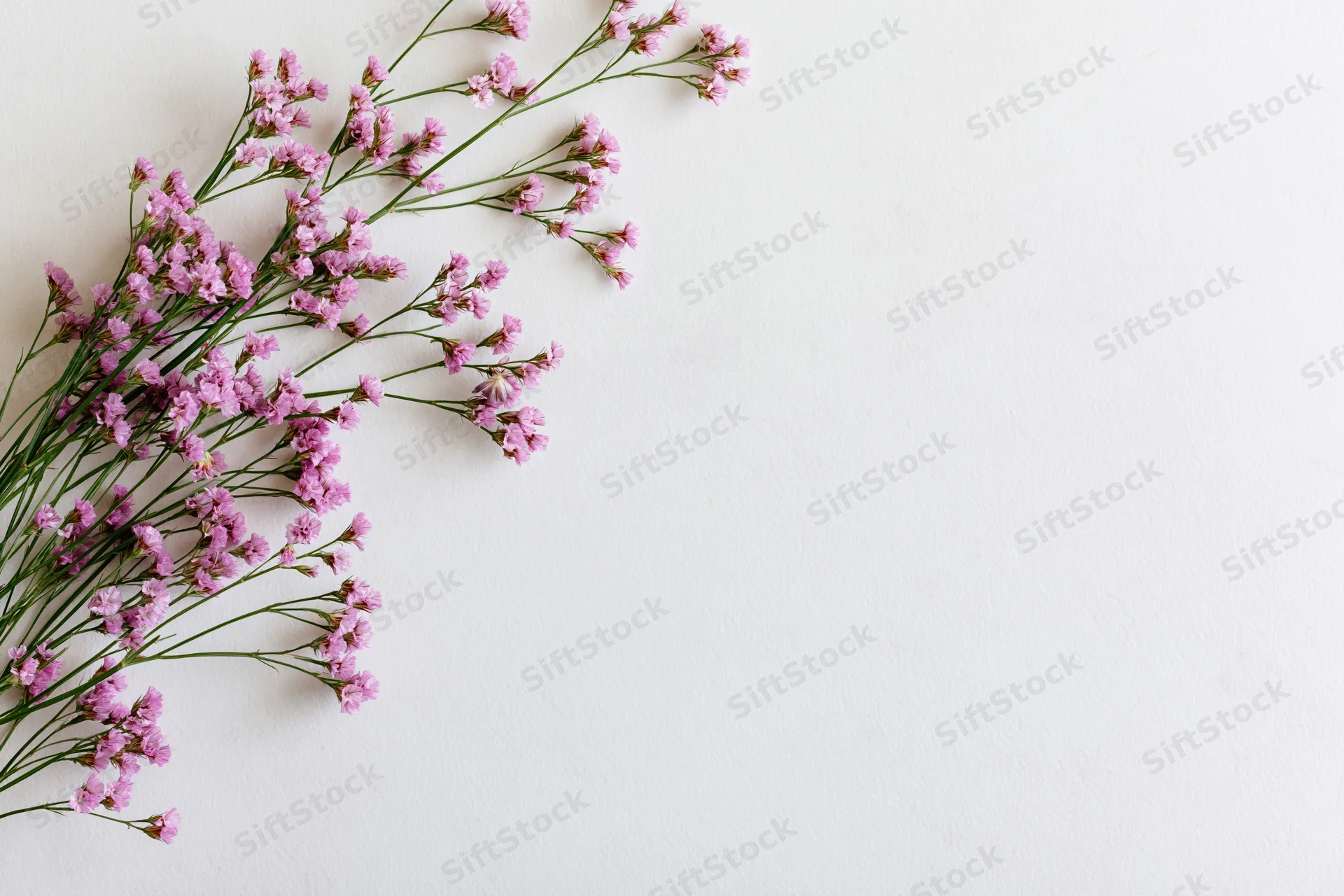 Delicate pink limonium wildflower sprigs arranged loosely on white background with copyspace