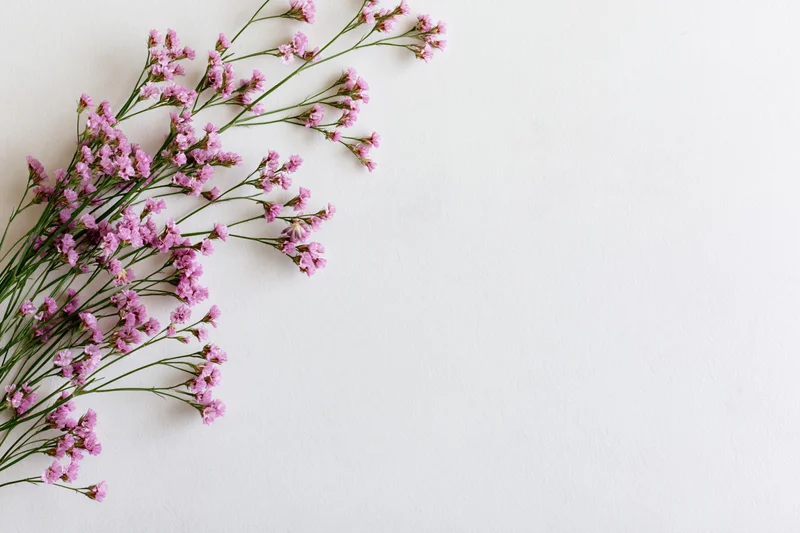 Delicate pink limonium wildflower sprigs arranged loosely on white background with copyspace
