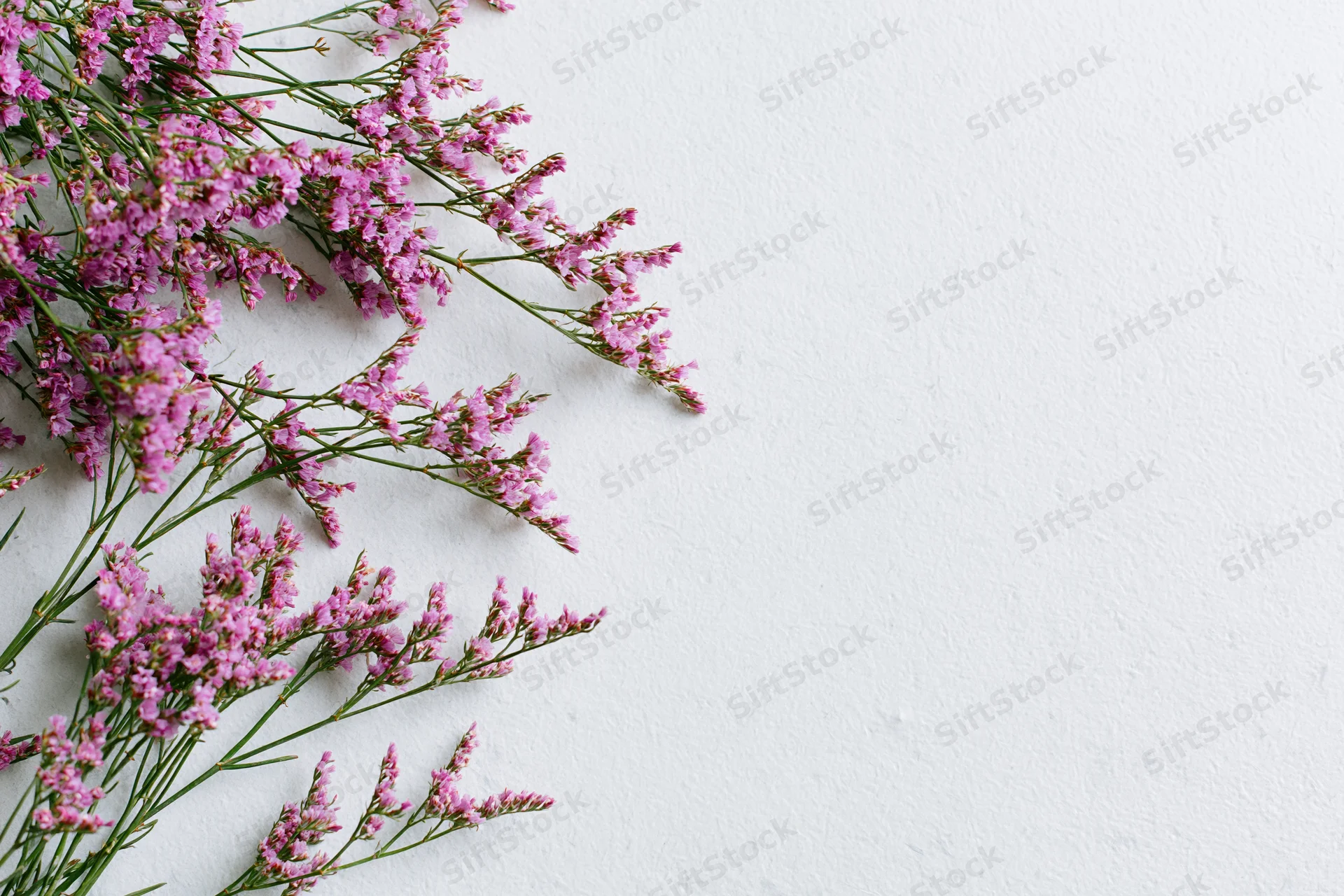 Delicate pink limonium wildflower sprigs arranged loosely on white background with copyspace