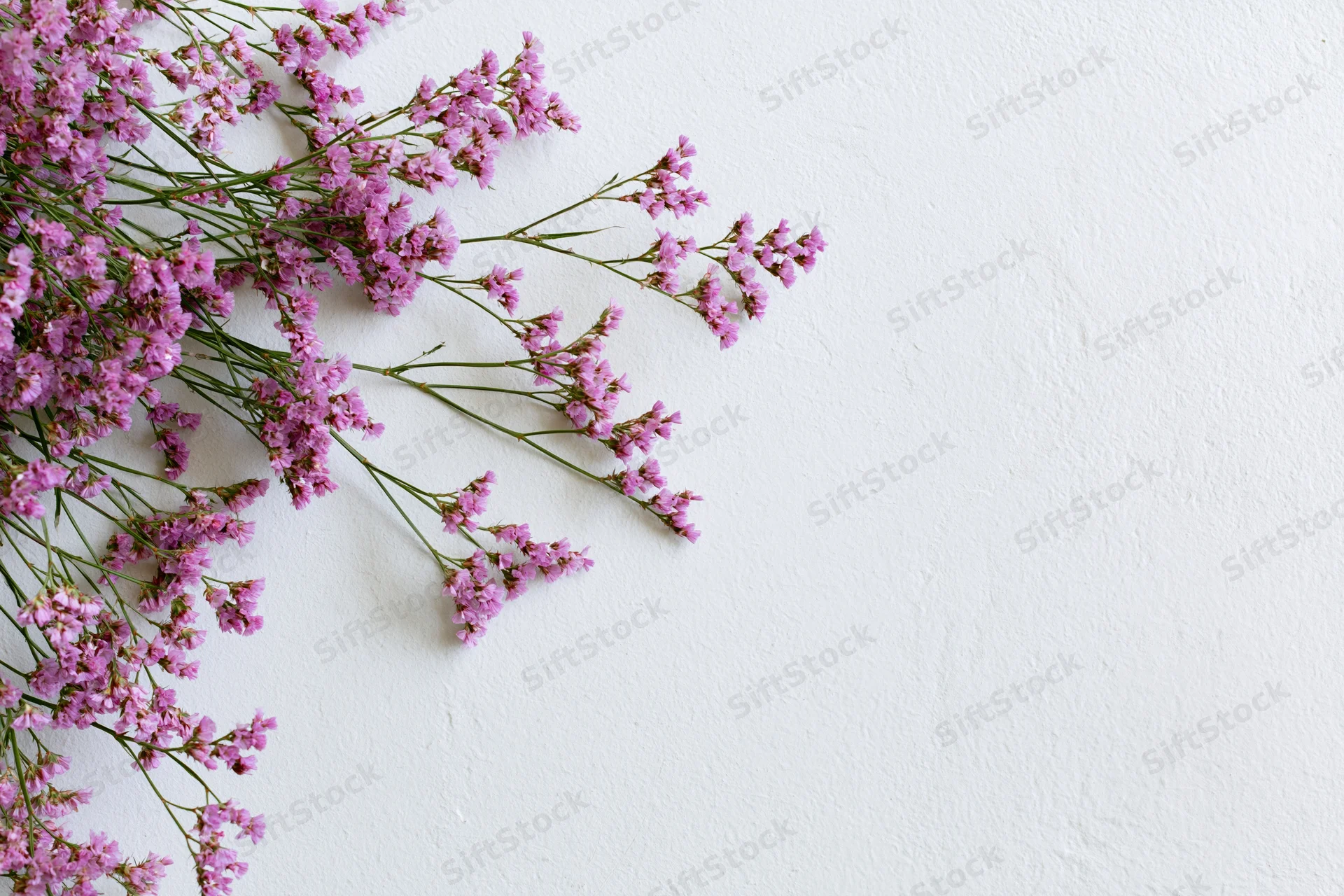 Delicate pink limonium wildflower sprigs arranged loosely on white background