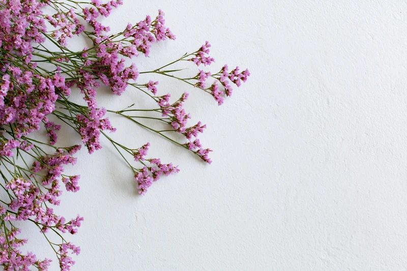 Delicate pink limonium wildflower sprigs arranged loosely on white background