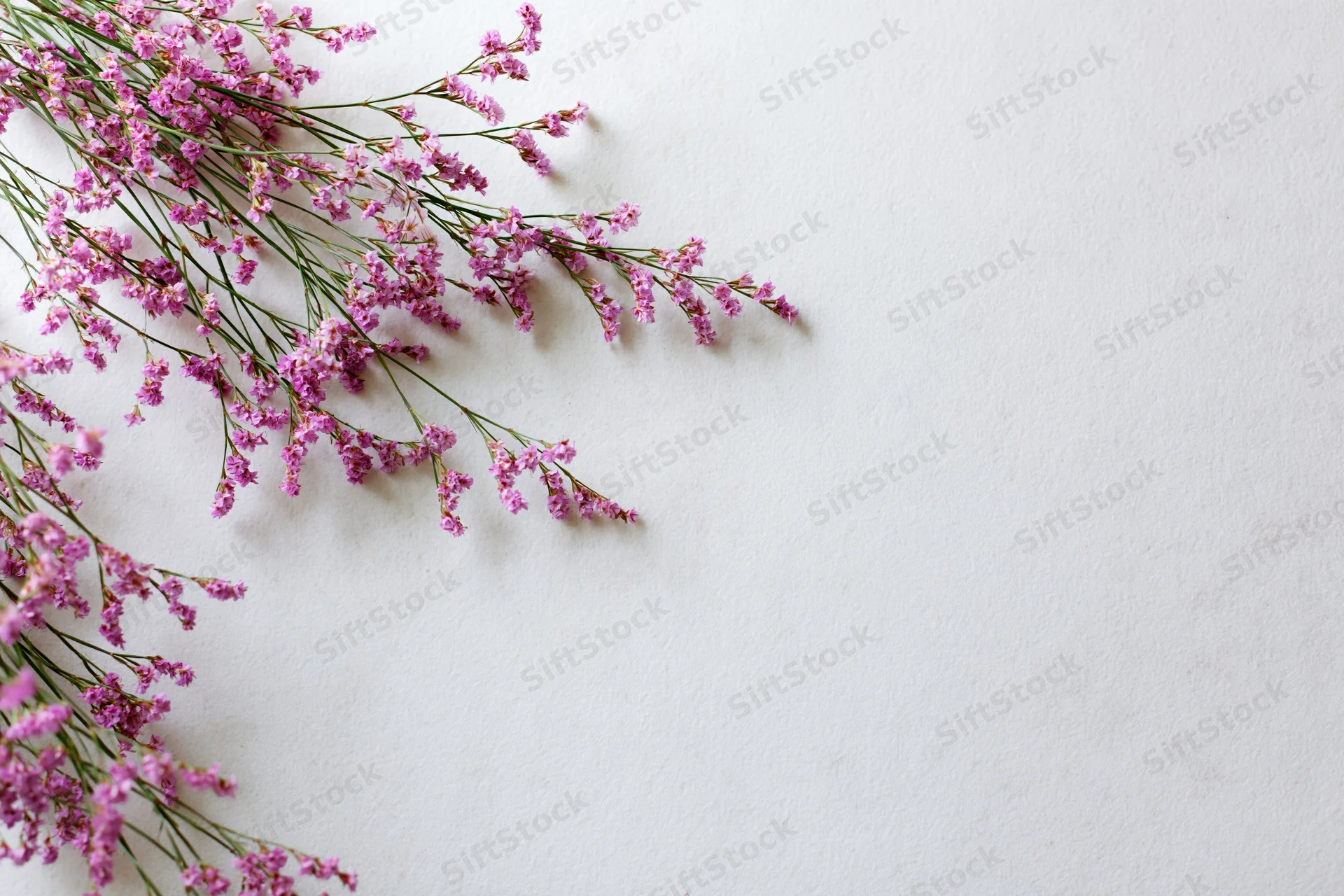 Delicate pink limonium wildflower sprigs arranged loosely on white background with copyspace